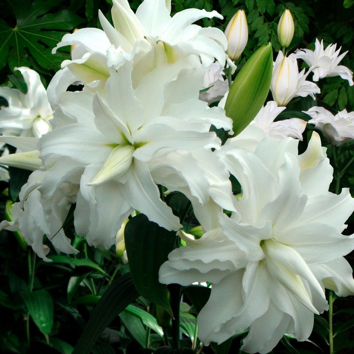 큐가든 향기 백합 구근 3종 6개 믹스 유럽직수입 특선 세트