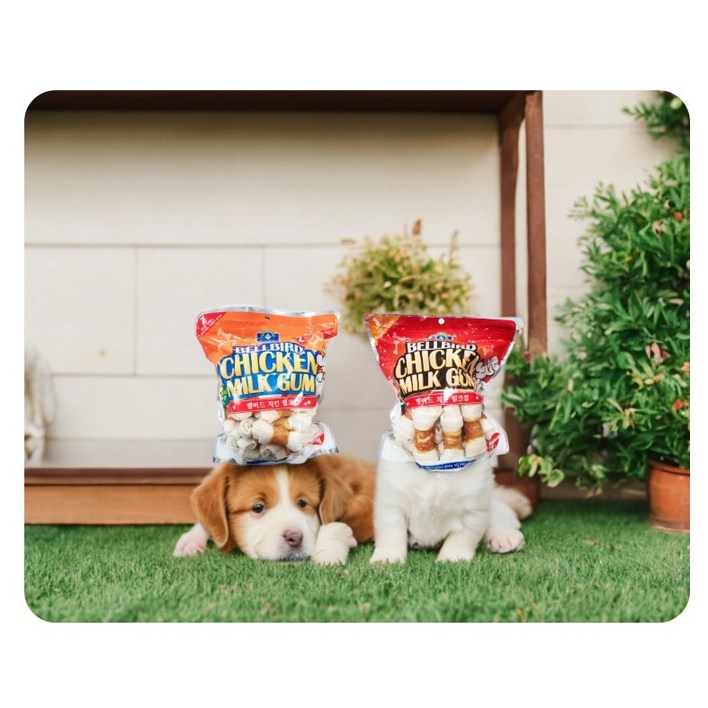 강아지간식 벨버드 치킨밀크껌 개껌 11, 2팩, 1kg, 밀크컴Small 강아지간식 벨버드 치킨밀크껌 개껌 11, 2팩, 1kg, 밀크컴Small