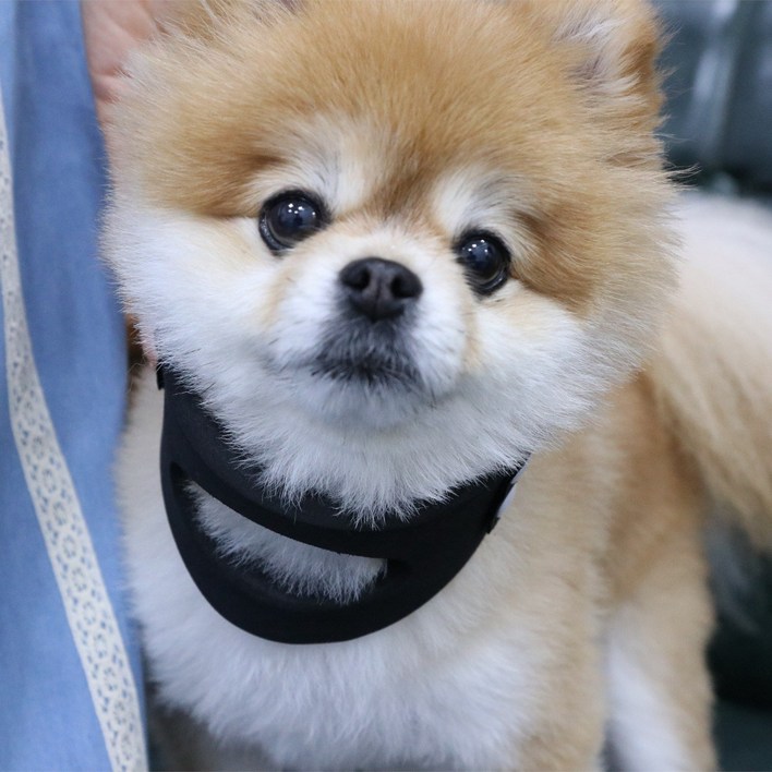 펫츠오앤피 강아지 목디스크 보호대 동물용의료기기, 1개, 검정