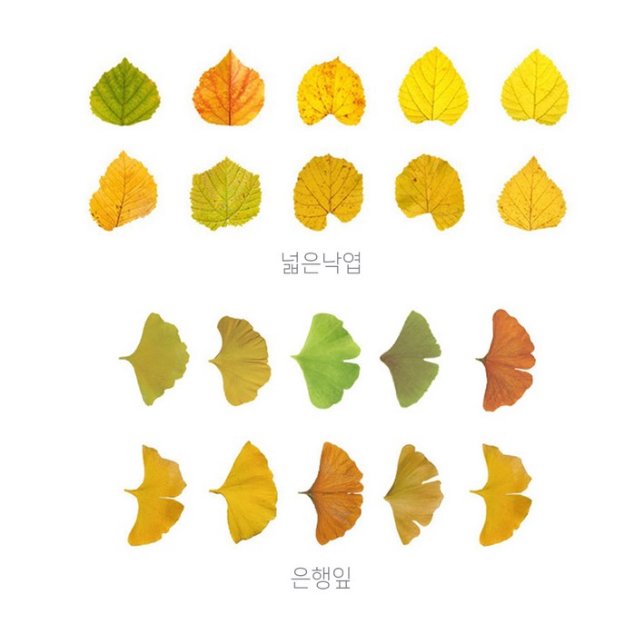 예삐스토어 1+1 낙엽 메모지 스티커 가을 단풍 나뭇잎 접착 다꾸 다이어리 꾸미기, 넓은낙엽+은행잎