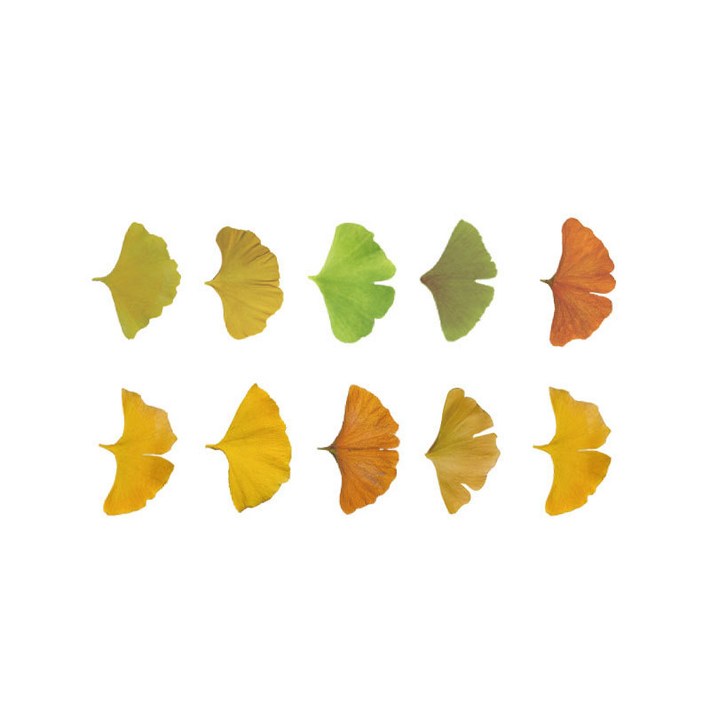 미즈코스 낙엽 점착 스티커 가을 단풍 나뭇잎 다꾸 다이어리 꾸미기