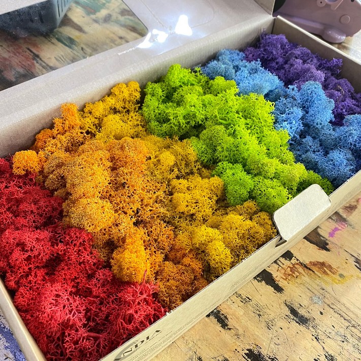 스칸디아모스 무지개 모스 500g1박스 공예 공기정화식물 천연 잔디 이끼 취미클래스 DIY 학교수업 재료, 1개