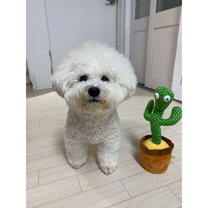 춤추고 노래하고 말따라하는인형 말하는선인장인형, 본품, 32cm